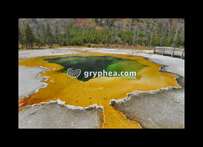 Emerald Pool Source hydrothermale (Yellowstone NP, USA) - gryphea.org